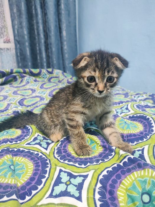 Продаются котята