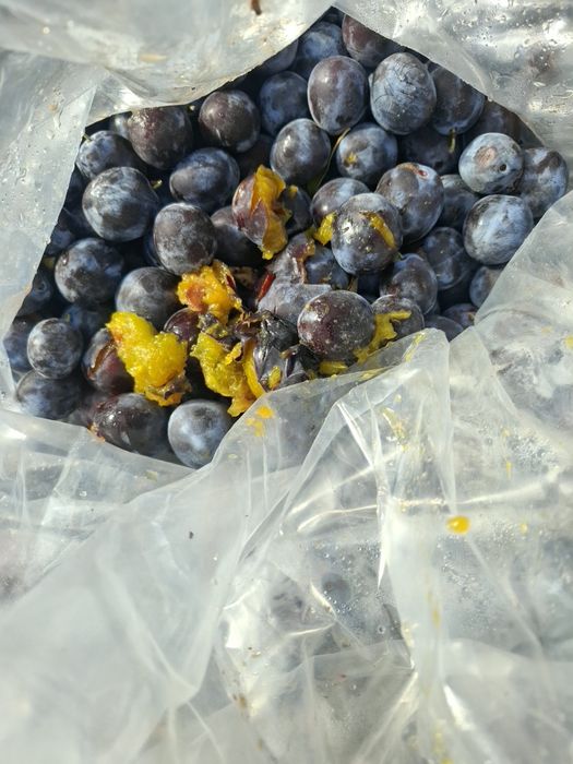 Prune pentru tuica