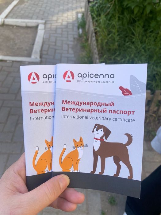 Шотландские прямоухие котята девочки