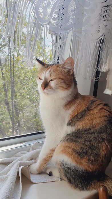 Отдам бесплатно кошечку