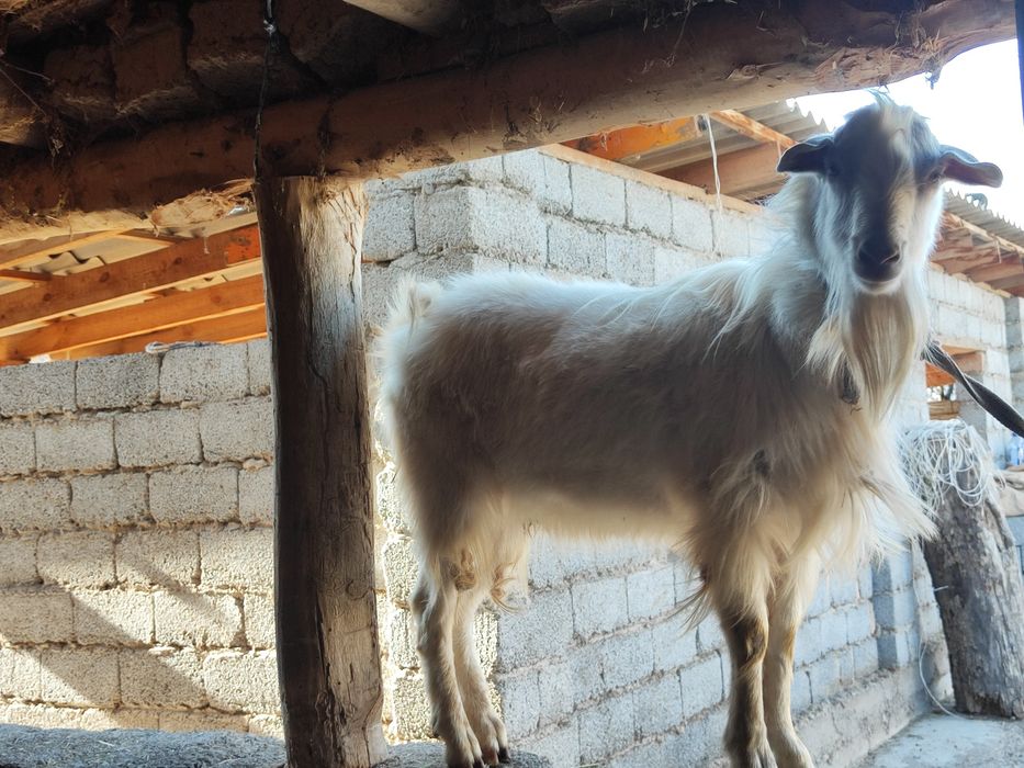 Теке  Породистые