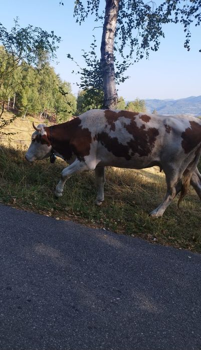 Vând vacă rasa bălțată românească