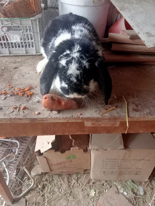 Кролики пародистый