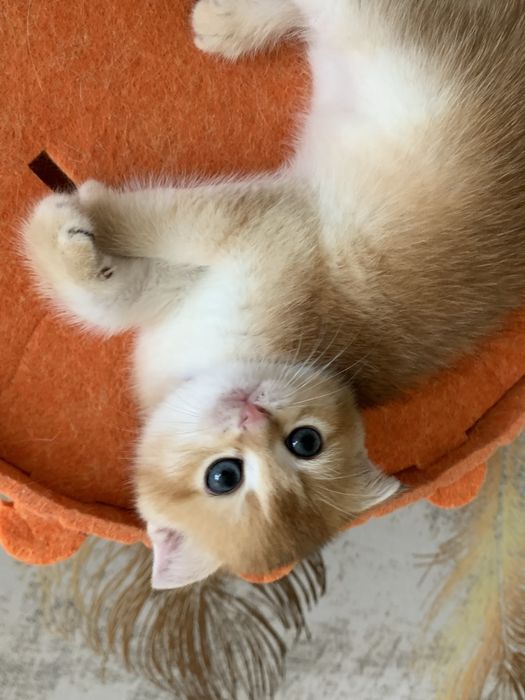 Продам шиншиллок шоу класса