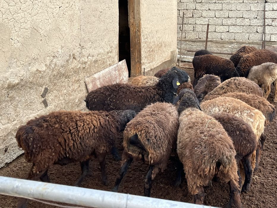 Семиз кошкарлар сатылады