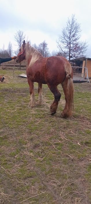 Vand sau schimb iapa