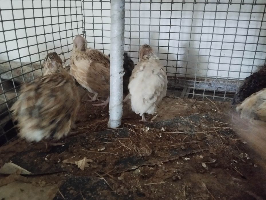 Бөдене . 9 штук  жаксы