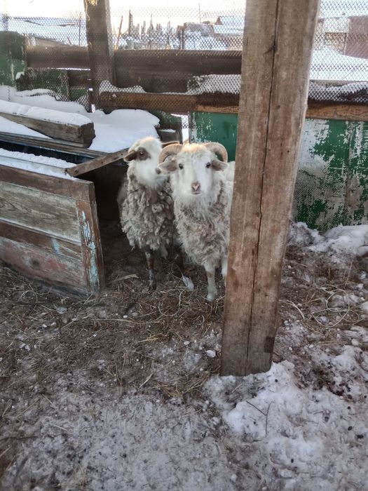 Продам барана и овцу