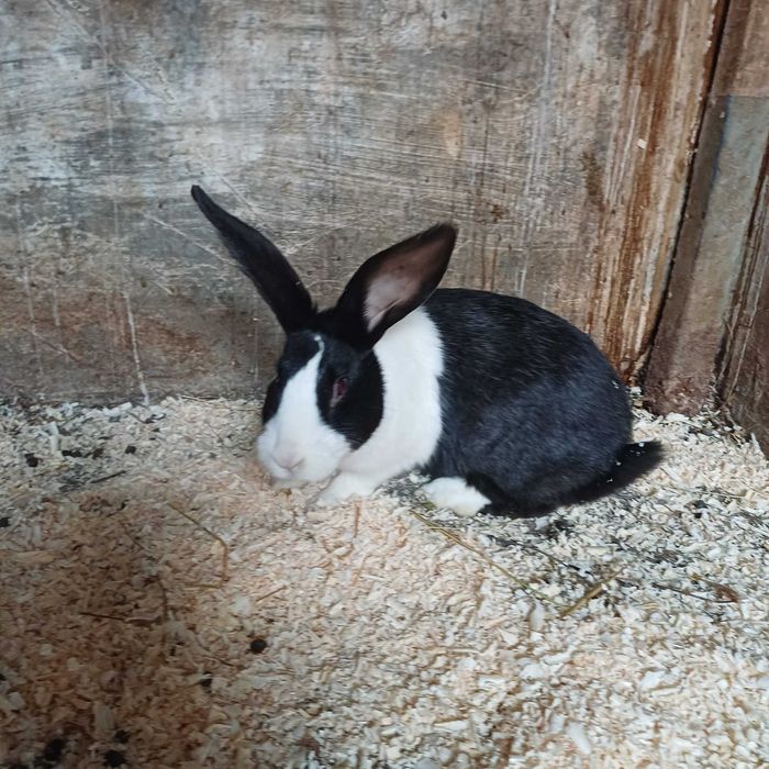 Vând hycole francez și iepuri secuiesc