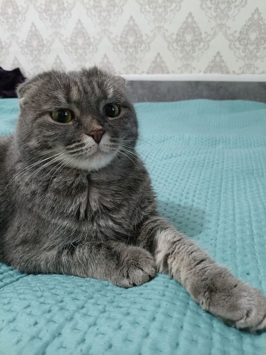 Отдам 2 х кошек в хорошие руки