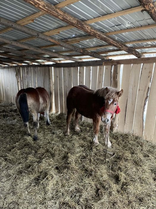 Vand doua manze de un an