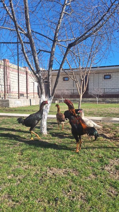 Кораздар сатылады