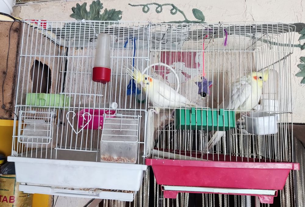 Продам двух корелл с клеткой