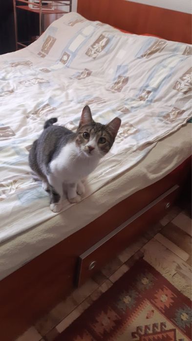 Dau spre adoptie o pisicuta si un motanel in varsta de 7 luni