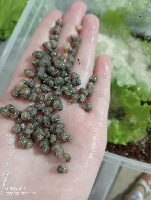 Ulitkalar arzon narxlarda