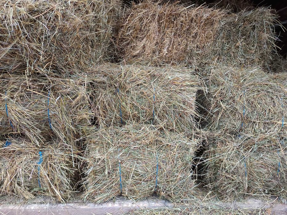 Baloți de fan producție 2025