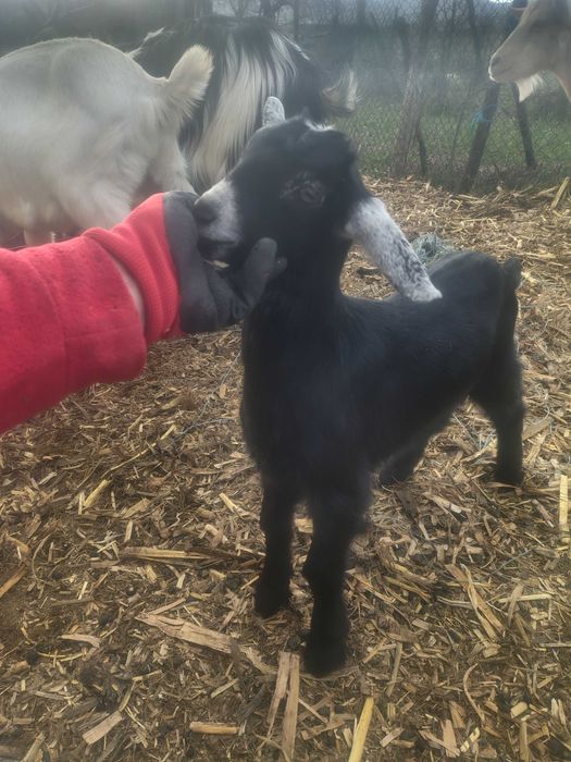 Iezi mitis anglonubian