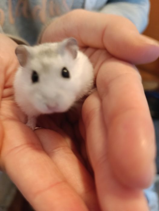 Donez hamster Timișoara