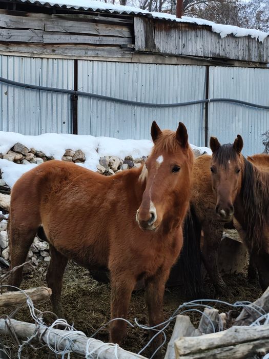 срочно продается асау үиірде жүрген тек