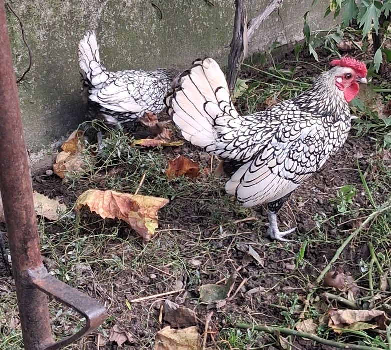 Sebright cauta casuță noua in Bacau.250 lei 1+1.