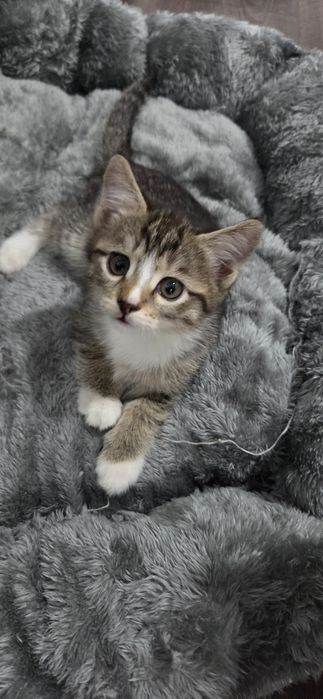 Отдам котёнка в хорошие руки