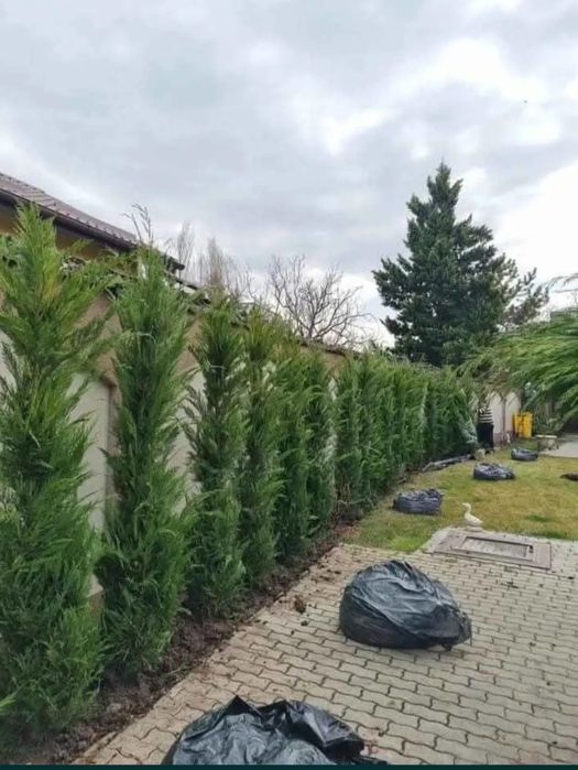 Reducere! Thuja Leylandii de vânzare – varianta perfectă pentru curtea