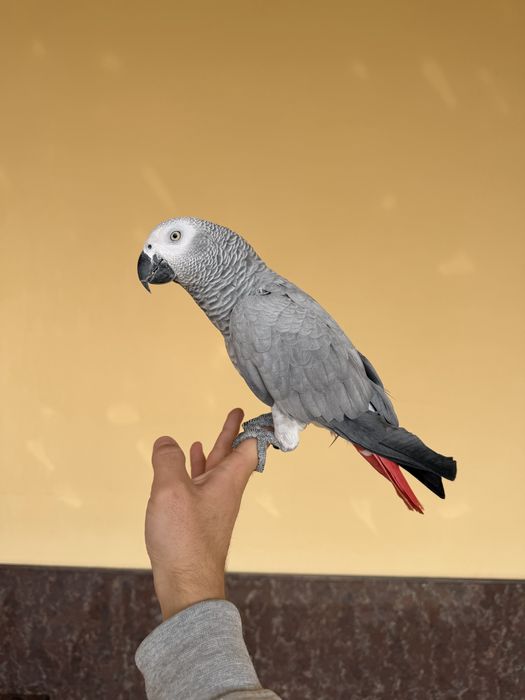 Жако сотилади 10 тача гапи бор яхши гапиради ручной, мода.