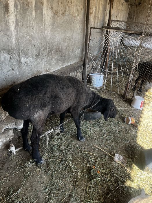 Кучкор сотилади нархини телда гаплашамиз