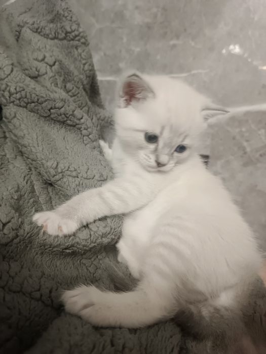 Котик в добрые руки