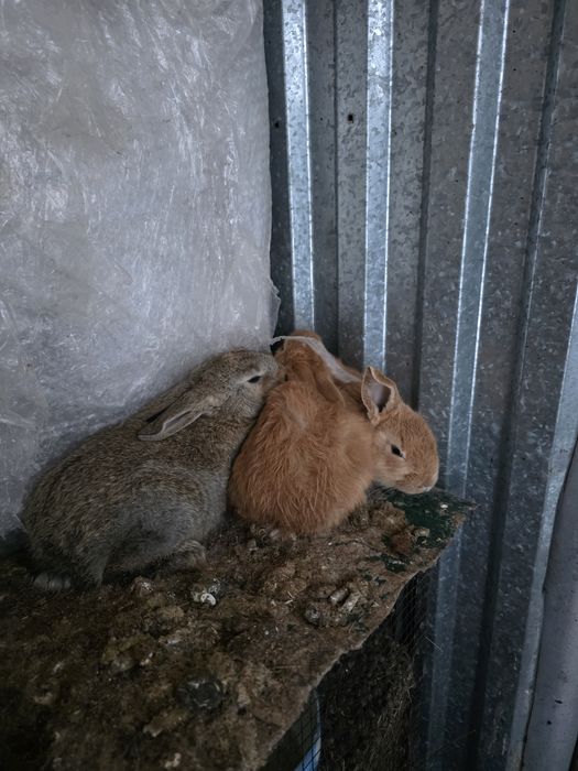 Продам кроликов подрощенных