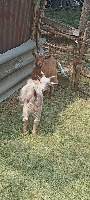 De vanzare 3 țapi tineri și 2 ieduțe