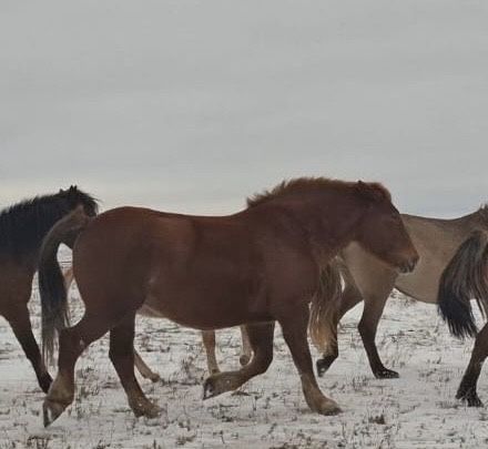 Тяжоловес тай сатылады
