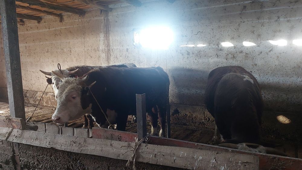 Ак бас букалар сатылады