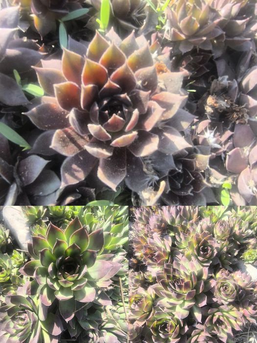 Садовые цветы  продам