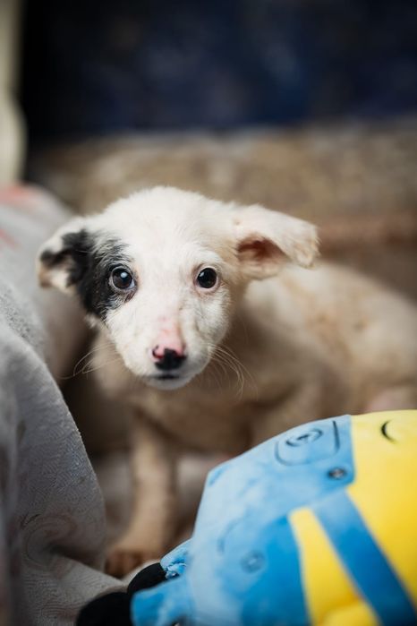Щенки мальчики и девочки