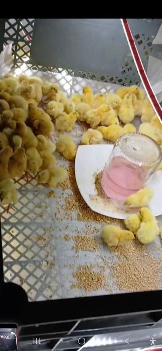 Beliy gigant bedana Inkubatsion tuxum va jo'jasiga zakaz olamiz