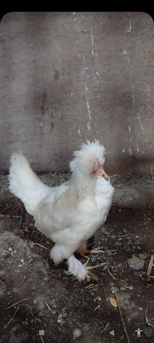 Японский тауык кораздар