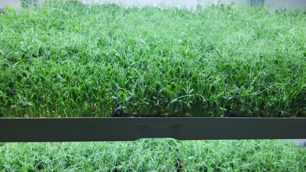 Акция!!! Горох микрозелень гороха