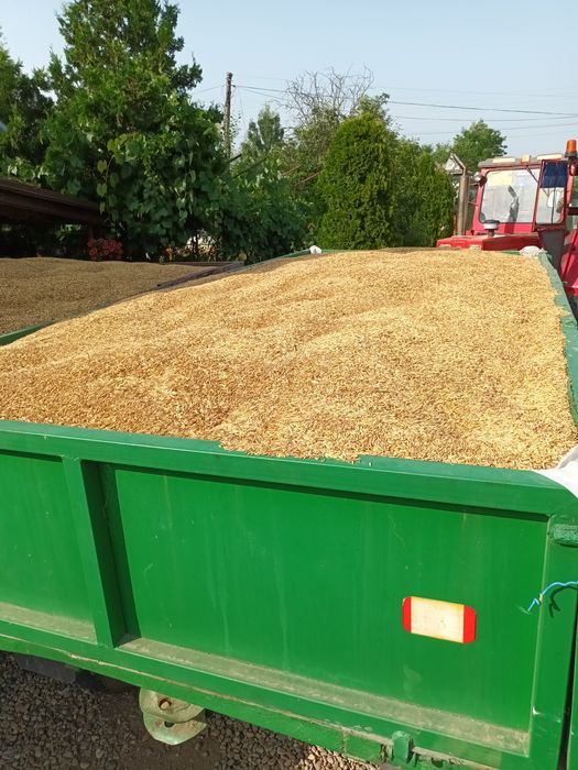 Vand ovaz productie 2025