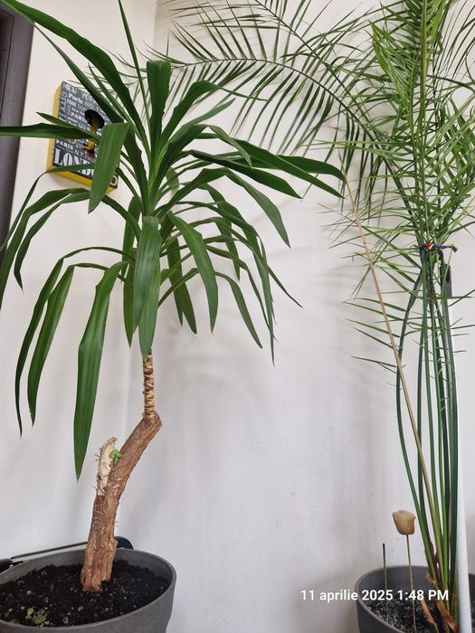 Dieffenbachia,Yucca,Palmier curmal,Tuia,Smochin