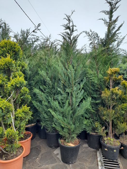 Leylandii chipaross