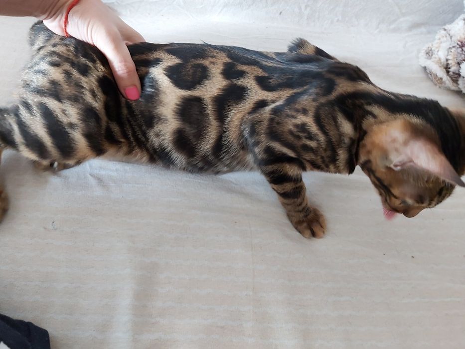 "Мини- Лео- Парды"- Бенгальские