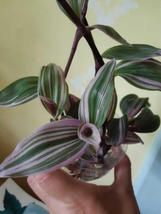 Фикус, гибискус, традесканция