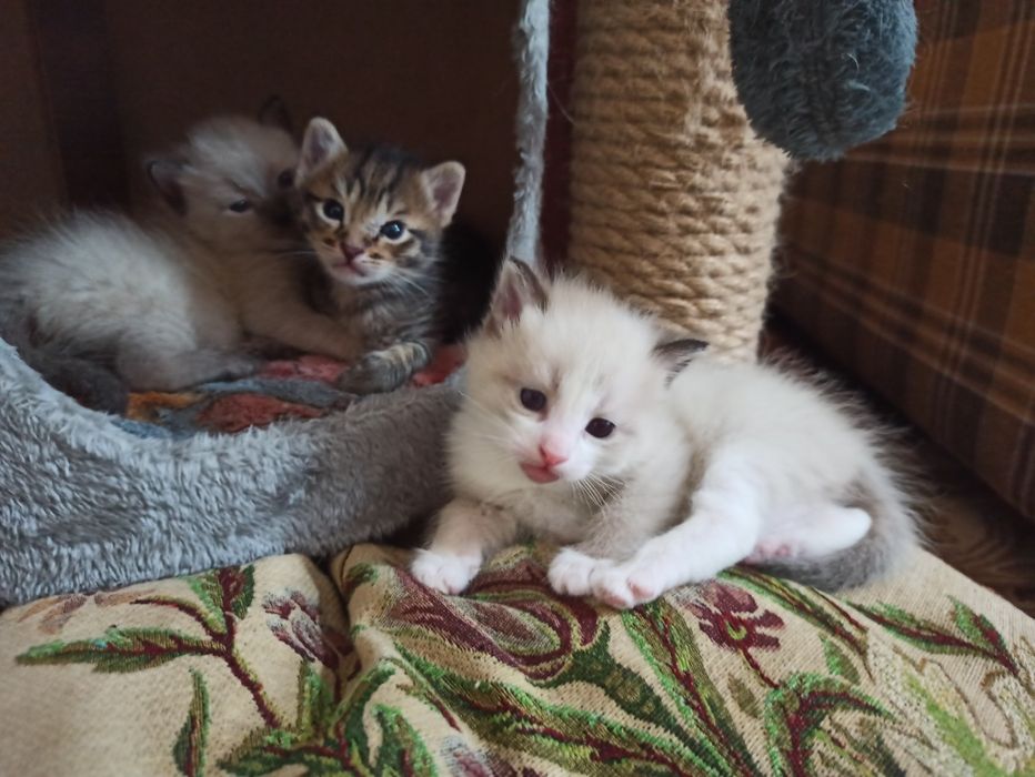 Котята недорого.