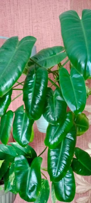 Продам герани сортовые