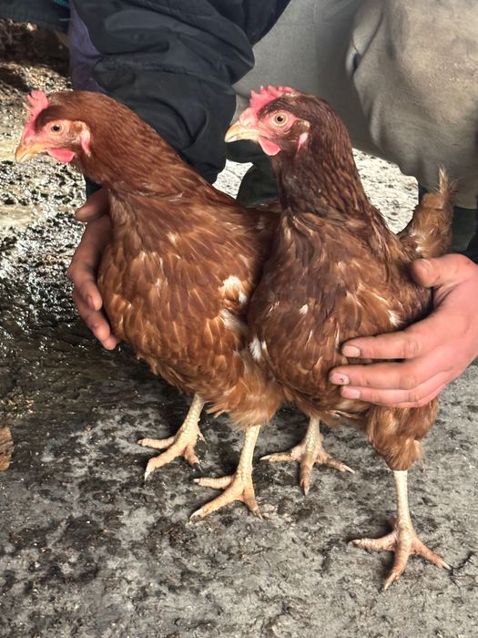 Продавам кокошки носачки