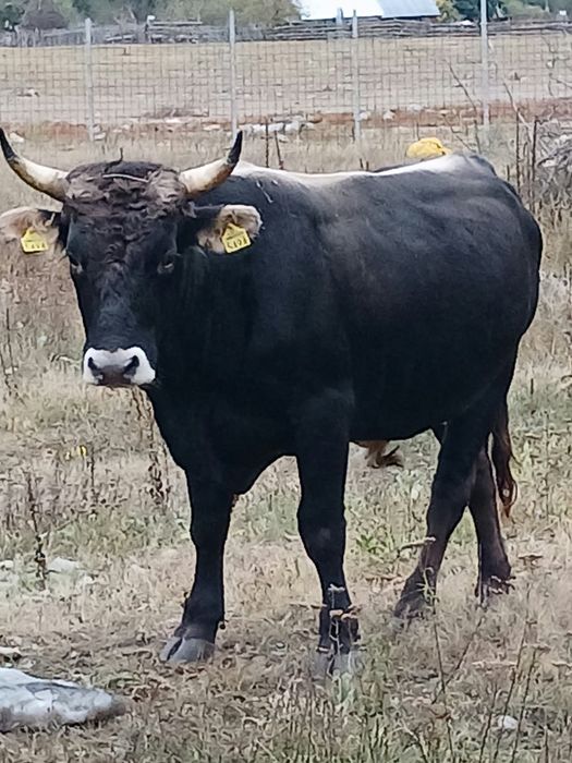 Vând tăurași și taur