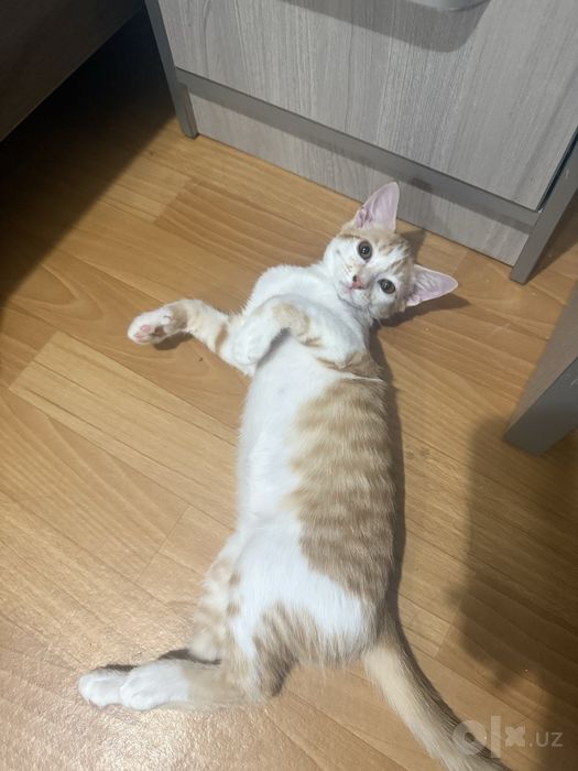 Отдам котенка рыжего в добрые руки
