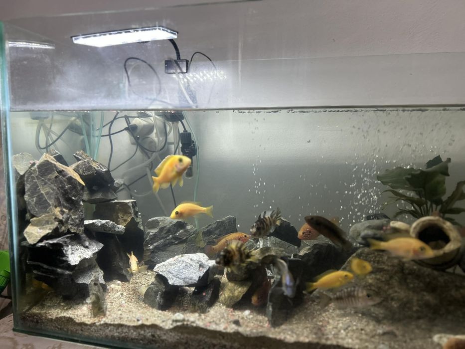 Vand Acvariu de 80x46x32