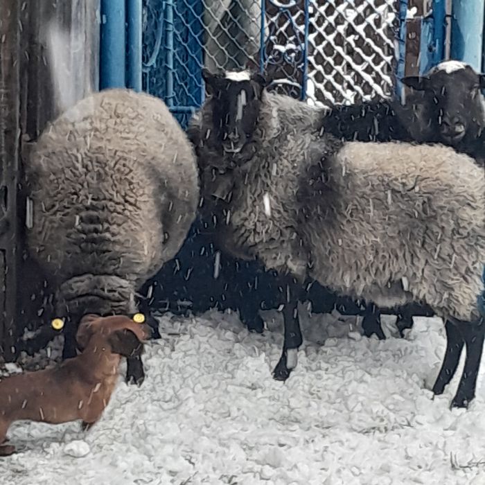 Vînd oi rasă Romanov